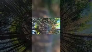 AI tool for 73 USD trial! this is what I got: Explore a Forest Vortex: A 360&deg; Hiking Adventure