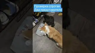 #shorts смешные животные #animallife #dogs#cats#animals #funnyvideo#shortdrama#catshorts #dogshorts