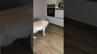 Dog guards kitchen food from cat!