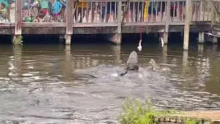 Alligator Feeding Time-Gatorland, Florida
