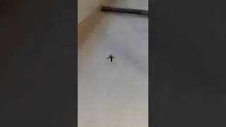 Sahte kabarcık b&ouml;ceği / False blister beetle (Genus Oedemera)