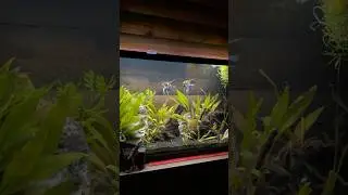 Hygger Light On + Новый сомик пиктус в горошек! 💡🐟✨