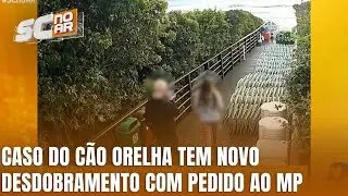 Caso Orelha: Polícia Civil solicita internação de menor envolvido