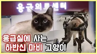 응급실에 사는 하지마비 고양이 '샴' ㅣ펫하트 선공개