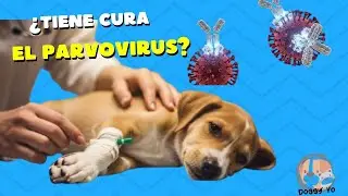 Parvovirus en perros: s&iacute;ntomas, tratamiento y esperanza | Lo que todo cuidador debe saber