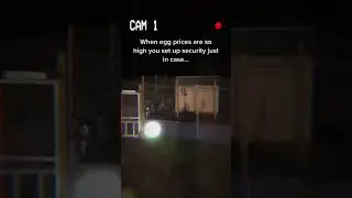 When egg prices are high! #eggprices #eggs #funnyvideo