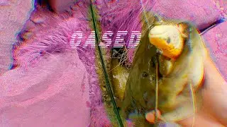 WELS Catfish on Savage Gear 3D TROUT
