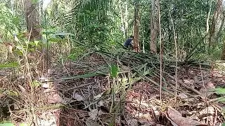 Menderes getah karet di musim hujan tidak pagi sore pun jadi #petanikaret #petaniindonesia 