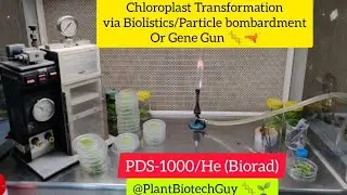 Gene Gun, Biotechnology, Genetic Engineering #genegun #transformation #chloroplasttransformation