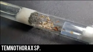 Temnothorax sp.-Opis gatunkowy😁