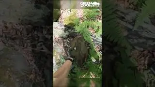 I&rsquo;ve never seen something like this in the woods