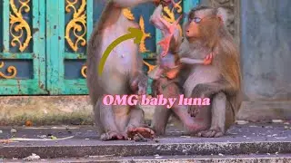 Tiny hands, massive feats: a baby monkey lifting a moon toy
