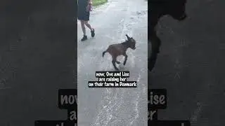 2-Day-Old Donkey Rejected by Mom Finds Love Elsewhere 💗