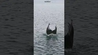 Wild mermaid swims towards the camera