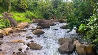 [10 Hours] Goodbye Boredom In Minutes by the Serene Forest River with Slow Flowing Water Scene