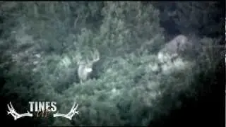 Two Big Utah Velvet Muleys Averaging 215 inches By Tines Up