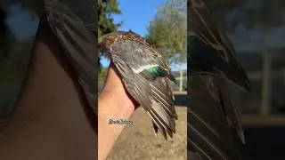 Duck Hunting 2025| Showler Duck #huntingseason #duckhunting #shortvideo