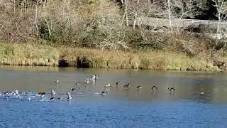 Common Goldeneye Duck flock in Winchuck River in Oregon
