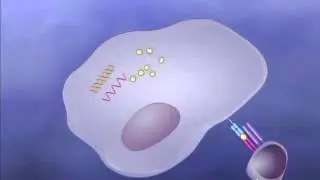 Cytoxic T cell activity against target cells iPod Sm