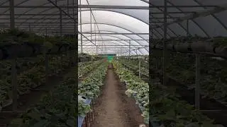 Small-scale strawberry production #recommendations #rek ##shortvideo #greenhousebusiness
