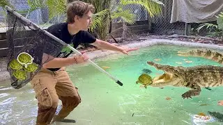 BABY TURTLES FOUND TRAPPED IN CROCODILE INFESTED POND ! CAN WE SAVE THEM ?!