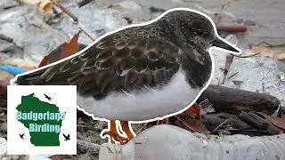 Finding a Species that is NOT Supposed to be Here on Christmas Eve (Ruddy Turnstone)
