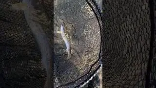 EURO NYMPHING MASOU SALMON
