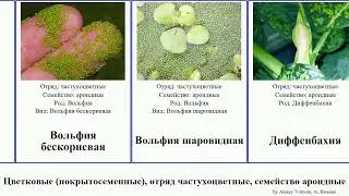 Цветковые (покрытосеменные), отряд частухоцветные, семейство ароидные аризема филодендрон антуриум