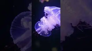 Is this JELLYFISH REAL or AI? #ai #wildlife #ocean