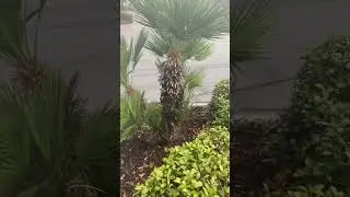 Мини-пальмы.Mini palm trees. #youtubeshorts