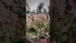 15 sec status videos/short videos/romantic song videos/music