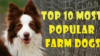 TOP 10 MOST POPULAR FARM DOGS - All About Dogs