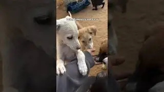 Bataie itna log gher lia hai😂😂#shorts #funny #comedy #dog #puppy