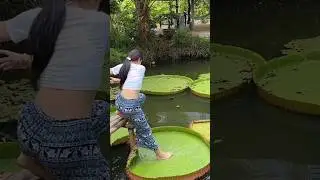 Weak Water Lily