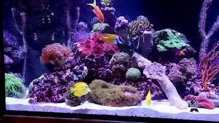 Reefs.com Aquarium Tips: Carbon. Going over facts and myths.