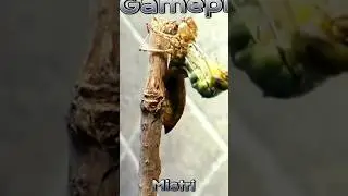 Nymph Stage😯😯 #short #youtubeshorts #life