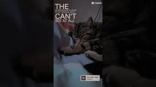 #sad #eminem #stan #cats