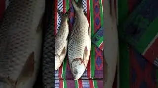 Fishing by Syed Brothers - Fateh Jung - 10-10-2020