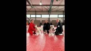 Valentino Made in Bulldog dit Nono à l'exposition nationale de Cavaillon 2025