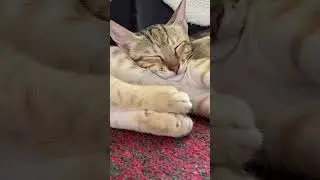 Cat sleeping peacefully