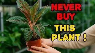 8 Hidden Plant Seller                                 Secrets You MUST Know!