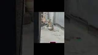 Loyalty Has No Words | Cat Waiting Story 🐾