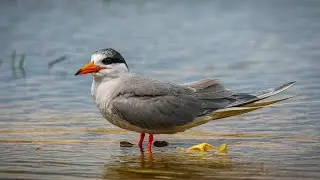 RIVER TERN (STERNA AURANTIA)