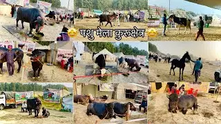 Kurukshetra Pashu Mela पशु मेला,Dhakkad Jhote 🤩😱 #pashumelakurukahetrameitnedhakkadghodejhote🤩😱