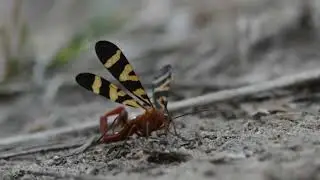 Scorpionfly