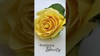 The meaning of yellow roses