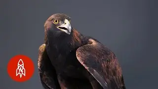 Сильный, быстрый, острый: могучий золотой орел