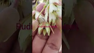 Rudraaksh plant🌱| #gardening #shorts #naturelovers #youtubeshorts
