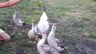 Raising Ducks: Muscovy Ducks Jumping for Pumpkin Leaves