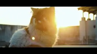 Rio in a Sunset | Cinematic